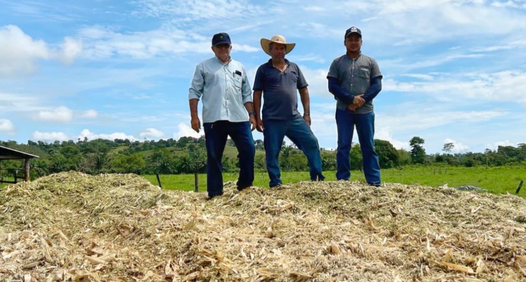 Silagem de Milho: Como o Programa da Cooperativa Fortalece a Produção Leiteira