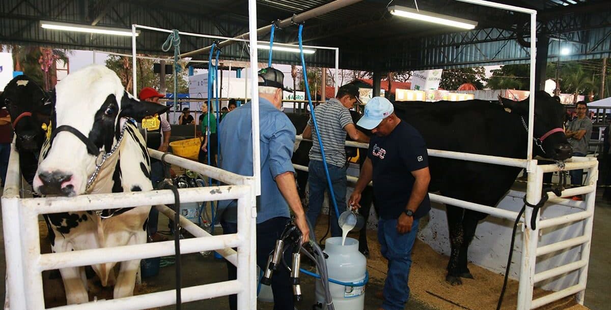 É Tempo de Torneio Leiteiro: Veja Como Participar e Se Destacar